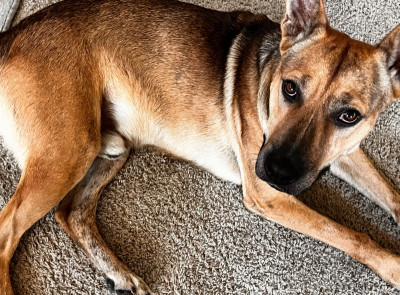 Malinois/Sheperd looking for loving home 