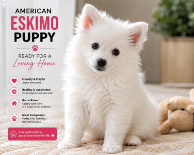     American Eskimo Puppy Ready for a Loving Home 