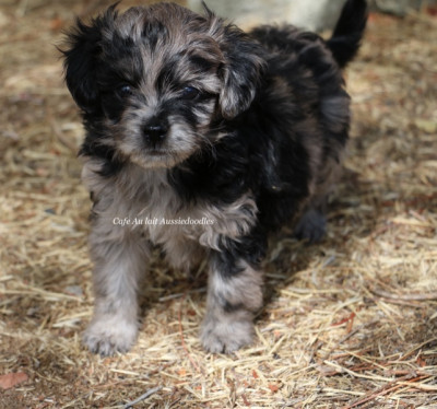 Mini &amp; Toy Aussiedoodle puppies available!
