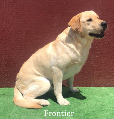 AKC Yellow English Labrador Stud Service