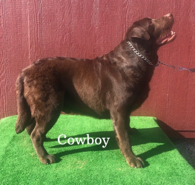 AKC Chocolate English Labrador Stud Service