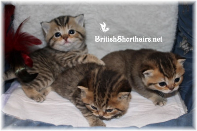 TICA Golden-Tabby British-Shorthair Boy Kittens