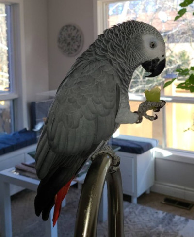 Trained African Grey Parrots For Adoption! 