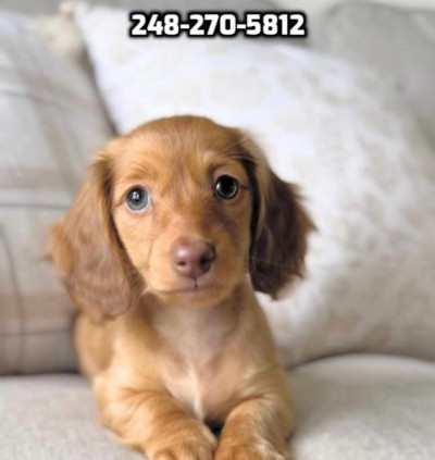 Affectionate Mini Dachshund 