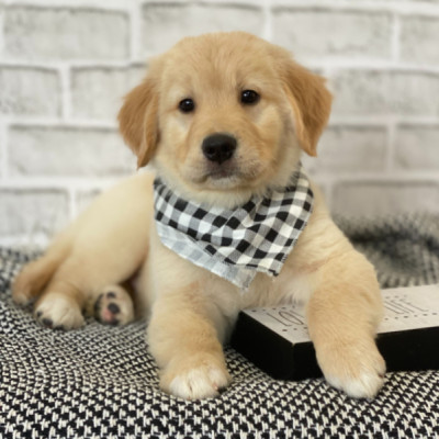 Gorgeous Golden Retriever Puppies