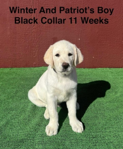 AKC White Male Lab Pup