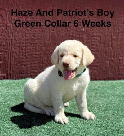 AKC Yellow And Champagne Labrador Puppies