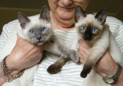Kids-Oriented Siamese kittens Available.