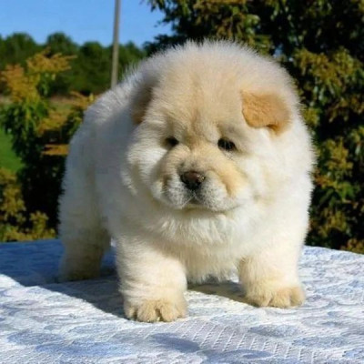 beautiful chow chow puppies for sale