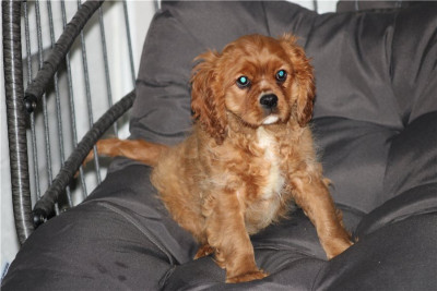 Beautiful Cavalier King Charles Spaniel puppie