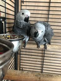 African Grey Parrots | Timy &amp; Kenny