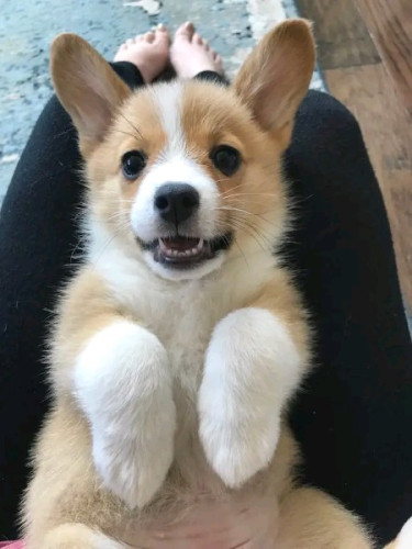 12 weeks old Pembroke Welsh Corgi Puppies 