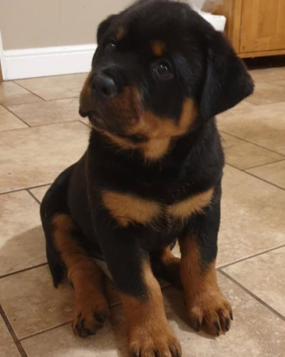 AKC Rottweiler Pups Seeking Loving Homes