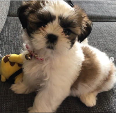 We have males and females Shih Tzu puppies.