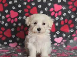 Nice and Healthy Maltese Puppies Availab