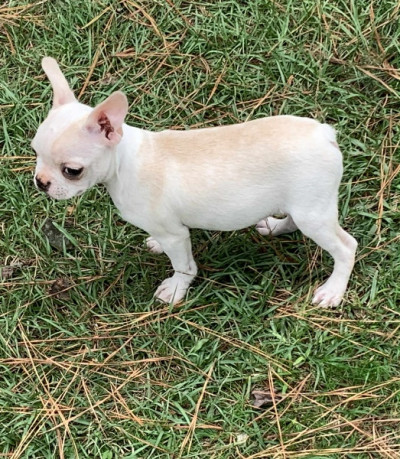 🍯 Ckc Registered Honey Boston Terrier Female 