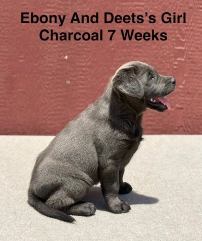 AKC Charcoal And Black Labrador Puppies