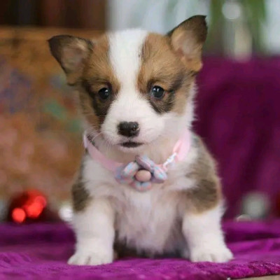 Excellent Pembroke Welsh Corgi Puppies 