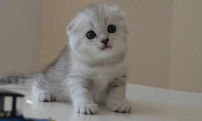 munchkin kittens for sale