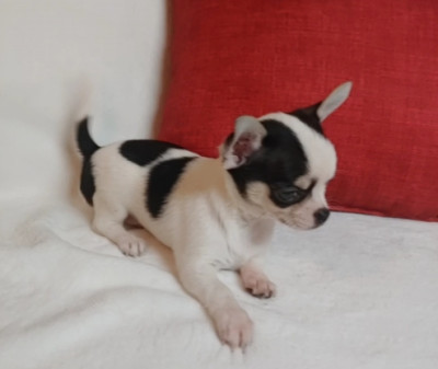 males and females  Chihuahua  puppies