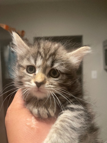Maine coon kitten