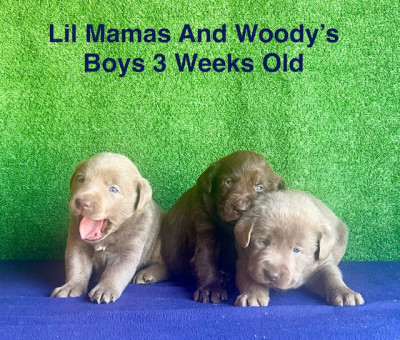 AKC Chocolate And Silver Lab Puppies