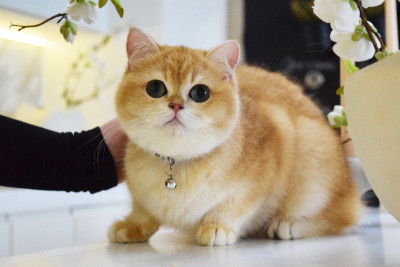 British Golden Chinchilla Kittens