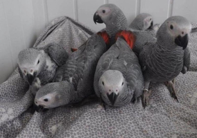 African Grey Parrots For Sale