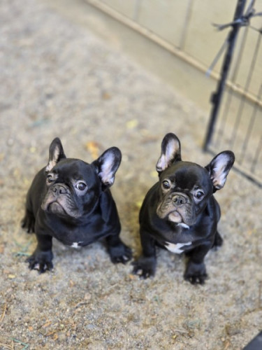 French Bulldog Puppies for Adoption