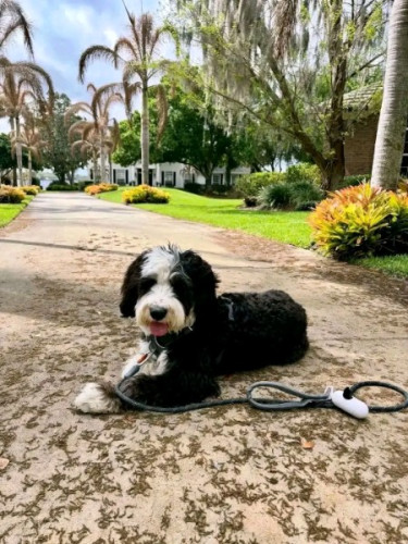 Bernedoodle And Golden Doodle For Adoption And Reh