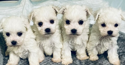 Maltese Puppies For Sale (A.K.C.)