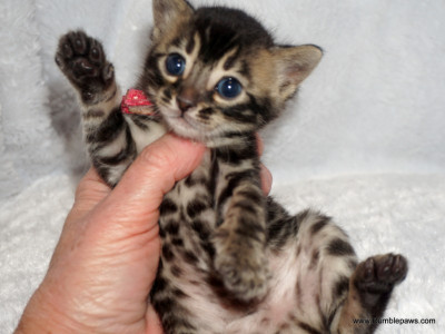 Cute little charcoal Bengal Adorable little girl!