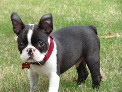 Boston Terriers puppies They are lovely and playfu