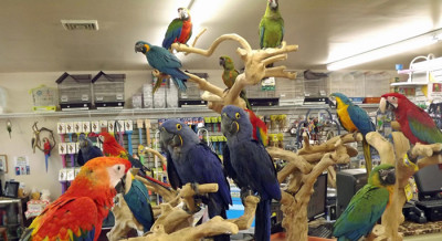 Affordable Parrots for Sale,Stunning, Social Birds