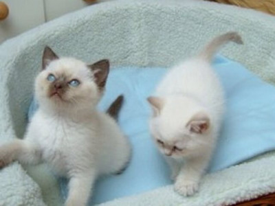 Home-Raised Ragdoll Kittens,