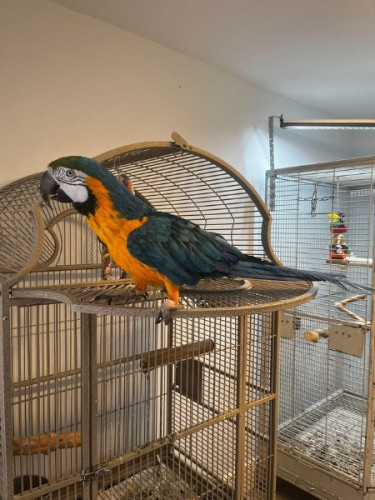 Affectionate blue and gold Macaw Parrot