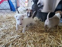 Home Raised Mini Bull Terrier puppies