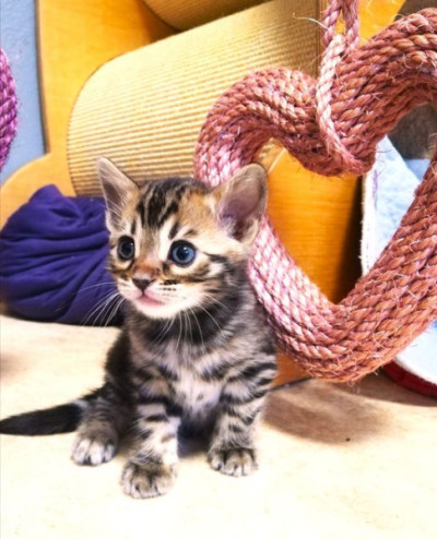 Bengal Kittens