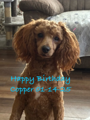 AKC Toy/Mini Poodle