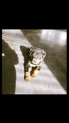 Healthy Rottweiler Puppies For Adoption 