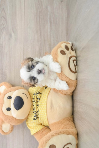 NEBULA MALSHI - TEDDY BEAR PUPPY