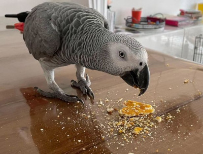 Update: Babies are ready now! Baby African Grey pa