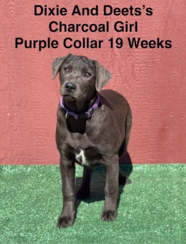 AKC Labrador Puppies