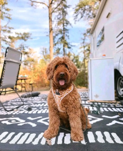 Golden Doodle For Adoption And Rehoming 