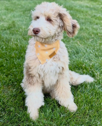 Golden Doodle For Adoption And Rehoming 