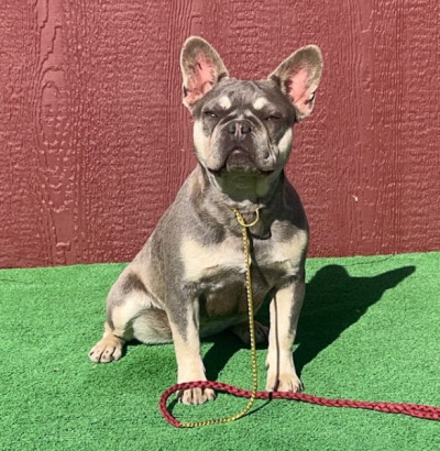 AKC Female French Bulldog Lilly