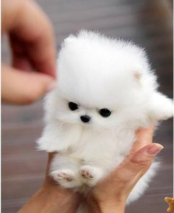  litter pure white teddy bear Pomeranians for sale