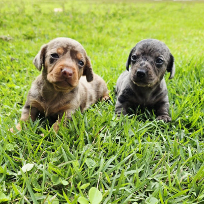 Dachshund puppies for sale