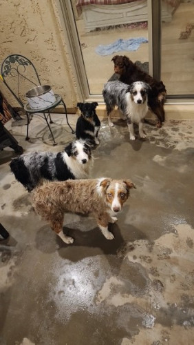 Mini Aussies for sale