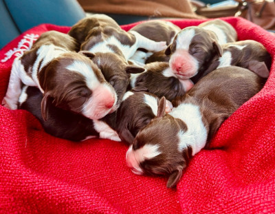 English Springer Spaniel Puppies 